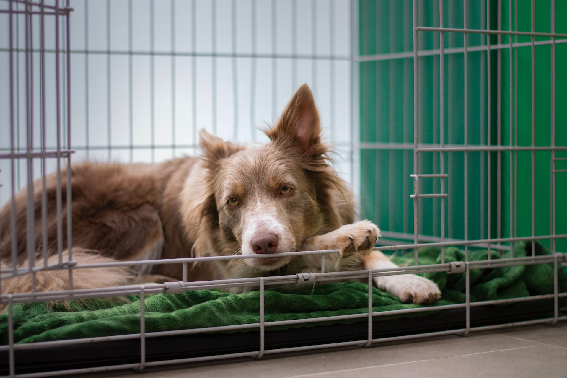 Indoors or Outdoors: Weighing the Pros and Cons of Keeping Dogs Inside 