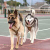 Dog Harness (MDHN-003) SIZE M