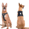 Dog Harness (MDHN-003) SIZE M