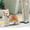 Touch light automatic traction rope